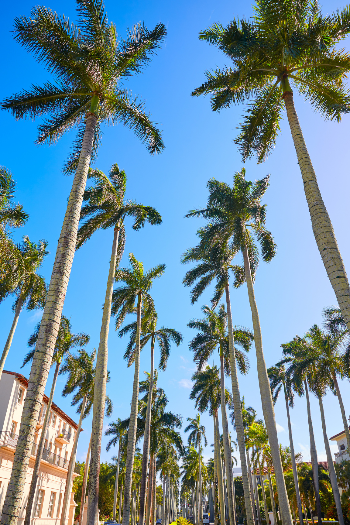 Palm Beach Royal Palm Way 
